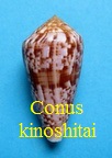 Conus kinoshitai, Kuroda 1956 (RKK 65) Afon